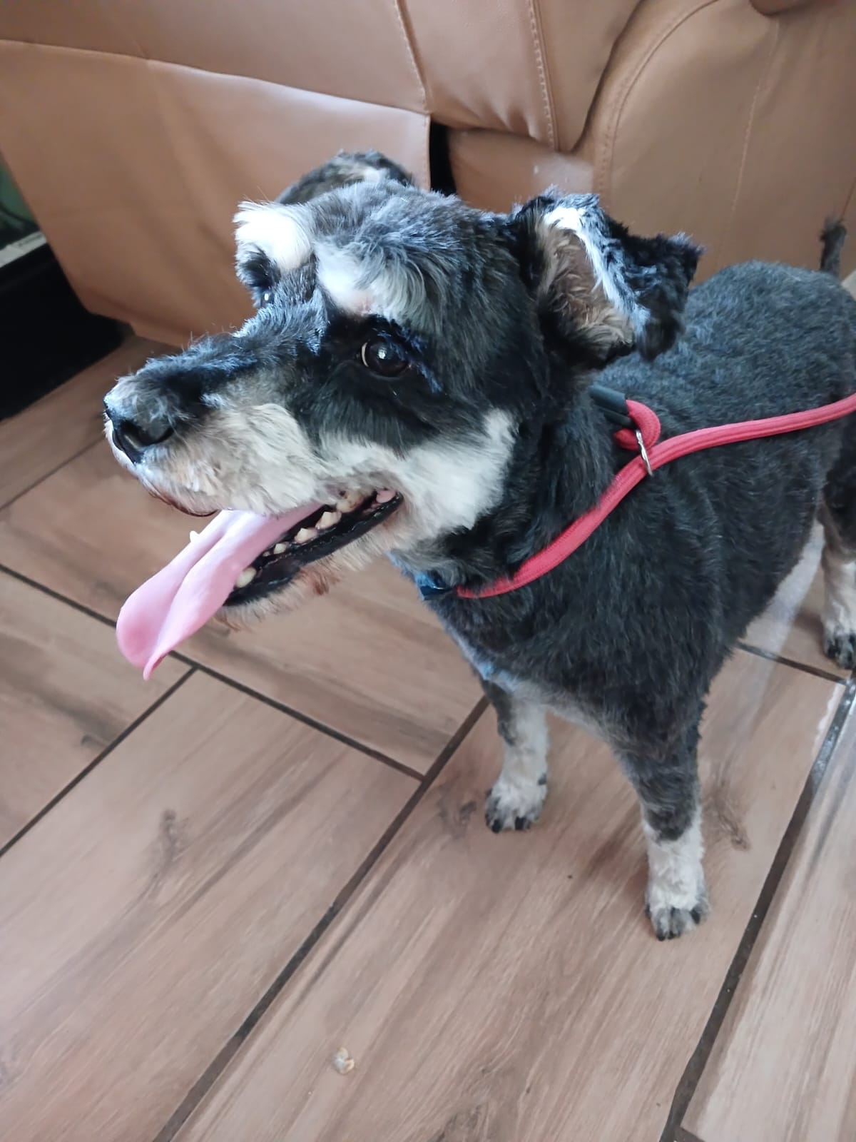 After grooming